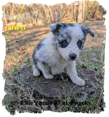 ABCA Blue Merle male Border Collie out of working stock